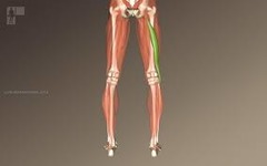 <p>posterior hamstring, big, more lateral</p>