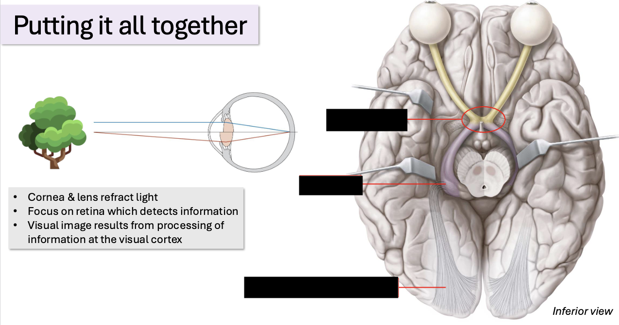 <p>label each of the structures</p>