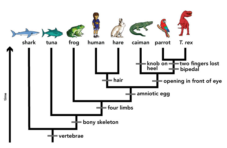 <p>cladogram</p>