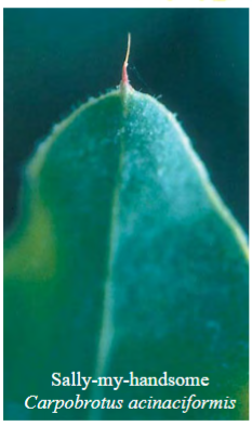 <p>something looks harmful or dangerous but isn’t</p><p>e.g. the tip of a leaf is red and looks like a thorn, but isn’t</p>