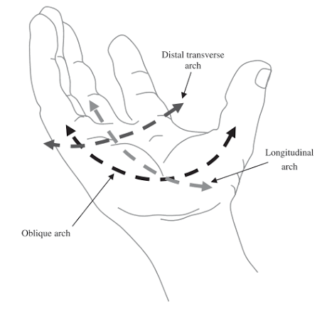 <p>arches formed by thumb with opposition. includes </p><ul><li><p>thumb to index </p></li><li><p>thumb to pinky</p></li></ul><p></p>