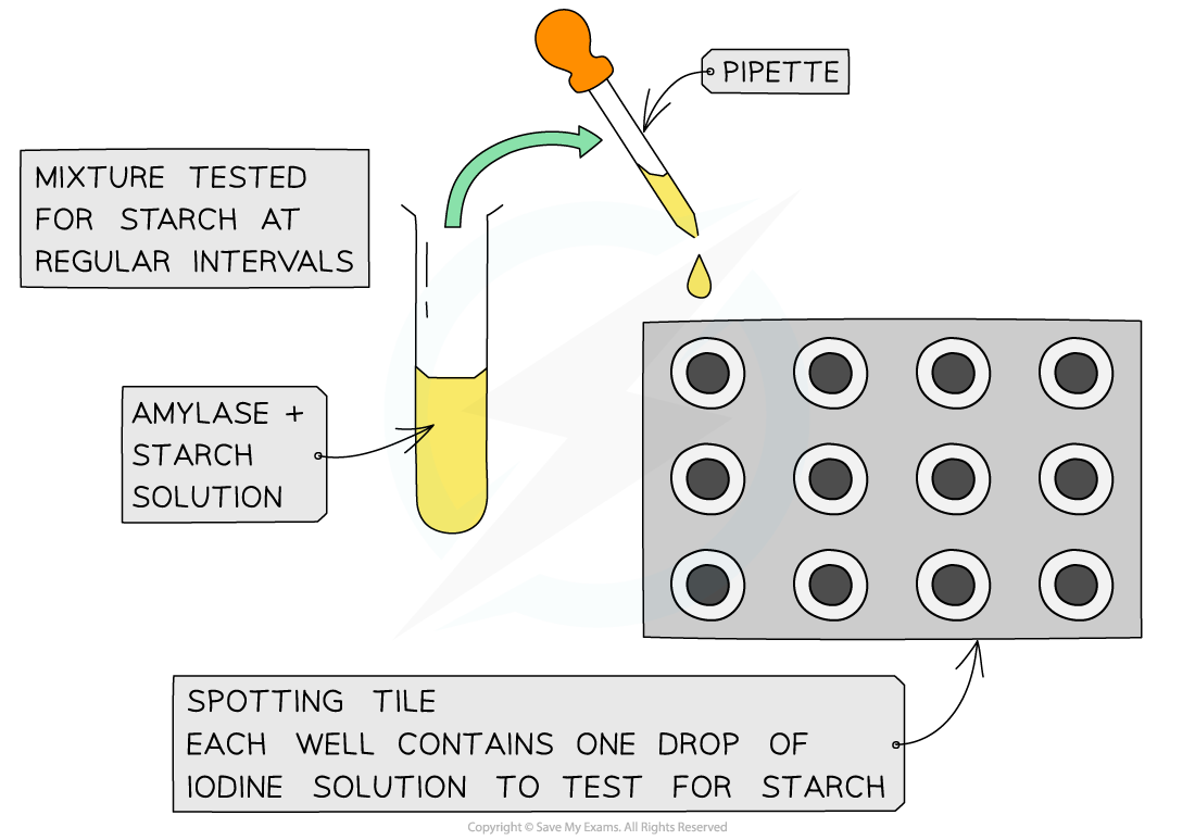 <p>enzymes required practical (learn method)</p>