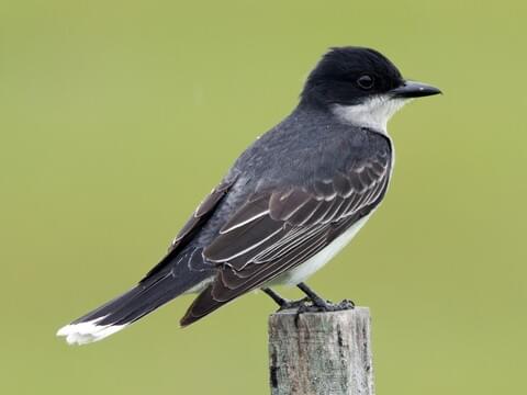 <p>Dark brown to black above and clean white below, white tail tip</p><p>Flycatcher about the size of a robin</p><p>Metallic twittering song often heard in summer</p>