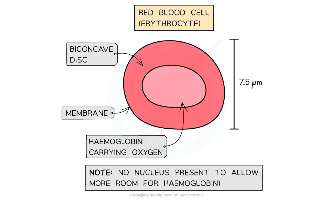 <p>Characteristics of red blood cells (erythrocytes)</p>