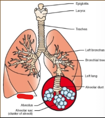 <p>what is it (Respiratory System)</p>