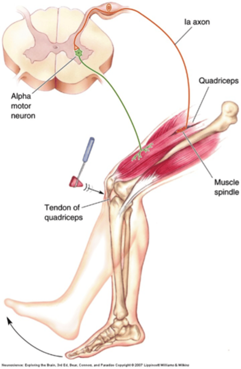 <p>Prevents muscle damage from stretch</p>