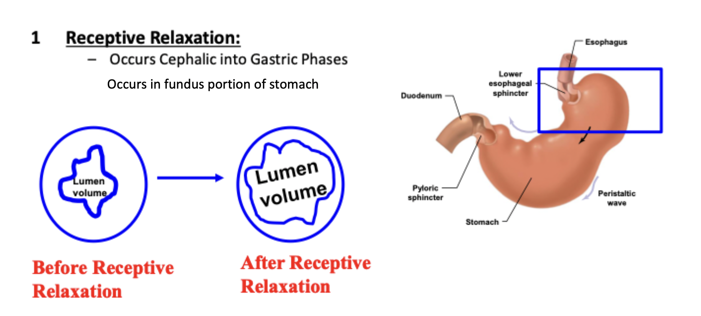 <p>Occurs from cephalic into gastric phases, in fundus</p><p>Relaxation and weakening of smooth muscle that increases the lumen volume of the stomach to store bolus</p>