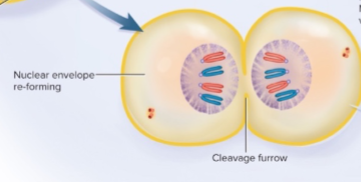 <p>The end of nuclear division</p><p></p><ul><li><p>Chromosomes gather at each pole of the cell</p></li></ul><p></p><ul><li><p>Chromosomes decondense and turn back into <strong>chromatin</strong></p></li></ul><p></p><ul><li><p>A new <strong>nuclear envelope</strong> appears at each pole</p></li></ul><p></p><ul><li><p>New <strong>nucleoli </strong>appear in each nucleus</p></li></ul><p></p>