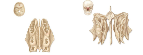 <p>What bone is this? </p>