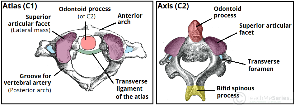 <p>Cervical Vertebra</p><ul><li><p>7 Pairs</p></li></ul><p></p>