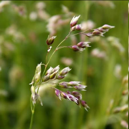 <p>This aromatic, cool-season perennial herb thrives in cool, moist meadows and streambanks across North America and northern Eurasia. It produces grayish-green leaves with reddish bases that emit an unmistakable vanilla-like scent, which intensifies when dried. Revered for generations, it is widely utilized for smudging, basket weaving, and cultural ceremonies.</p>