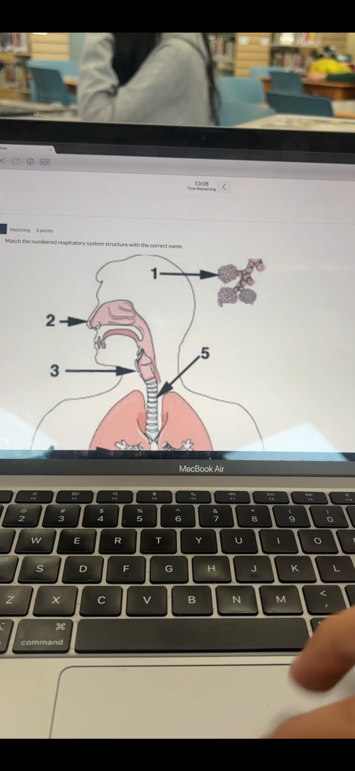 <p>Match the numbered respiratory system structure with the correct name</p>