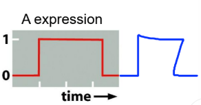 <p>The Repressilator — how does it work?</p>