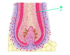 <p>identify the indicated layer of a hair</p>