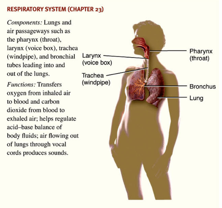 <p>lungs & air passageways such as the pharynx (throat), larynx (voice box), trachea (windpipe), and bronchial tubes leading into & out of lungs </p>