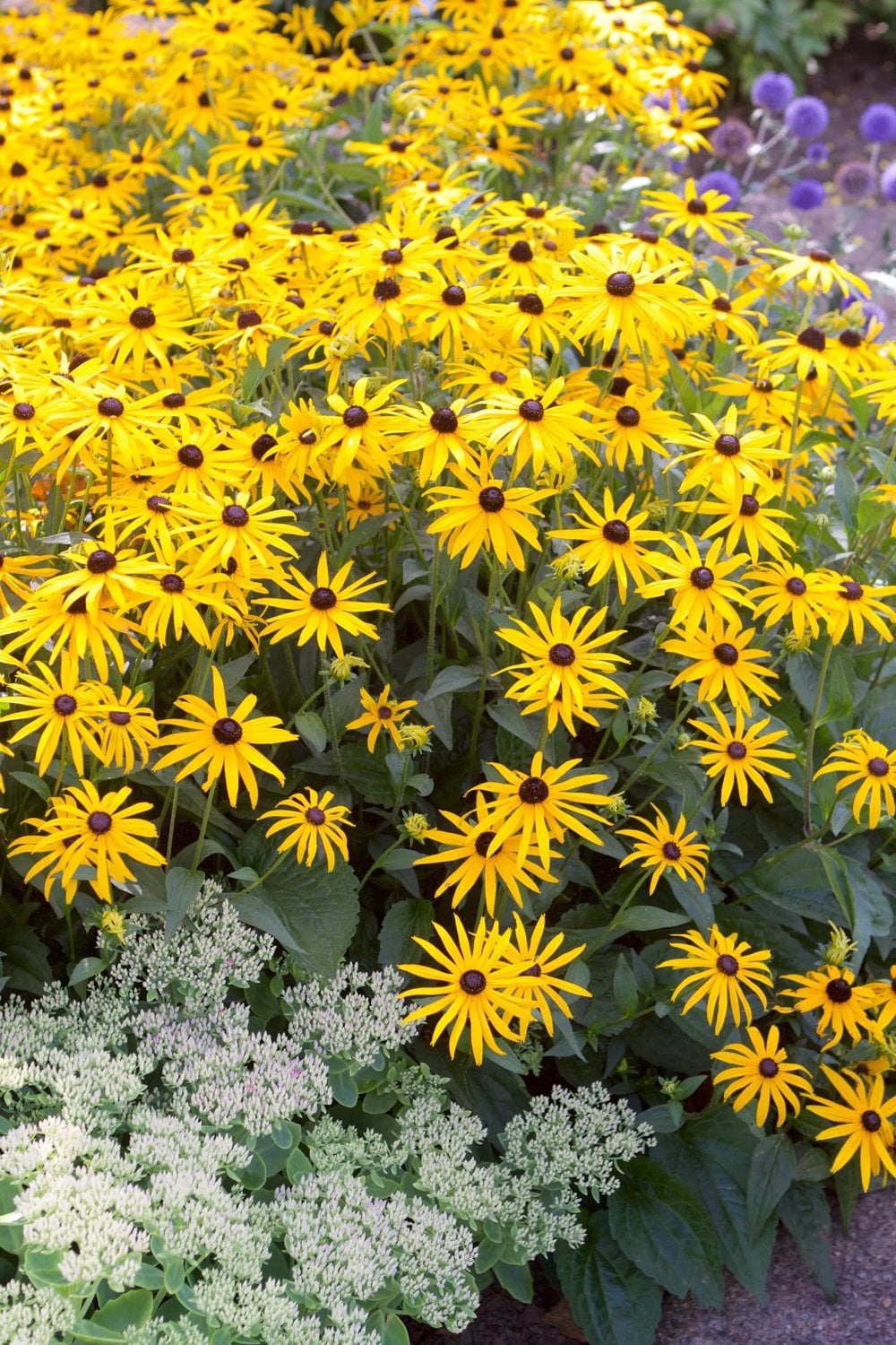 <p>Rudbeckia fulgida var. sullivantii</p>