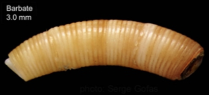 <p><strong>FILO<br>CLASE</strong><br><strong>SUBCLASE</strong><br><strong>ORDEN</strong><br><strong>FAMILIA</strong><br><strong>GÉNERO</strong><br><strong>NOMBRE COMÚN<br>CARACTERÍSTICAS</strong><br><strong>RÁDULA<br>ALIMENTACIÓN <br>HÁBITAT</strong></p>