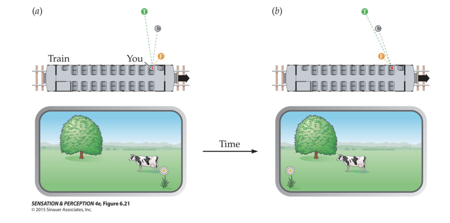 <p>Motion parallax: determine distance by moving - further sounds don’t change as much as close ones</p><ul><li><p>Closer objects change more</p></li></ul><p></p>