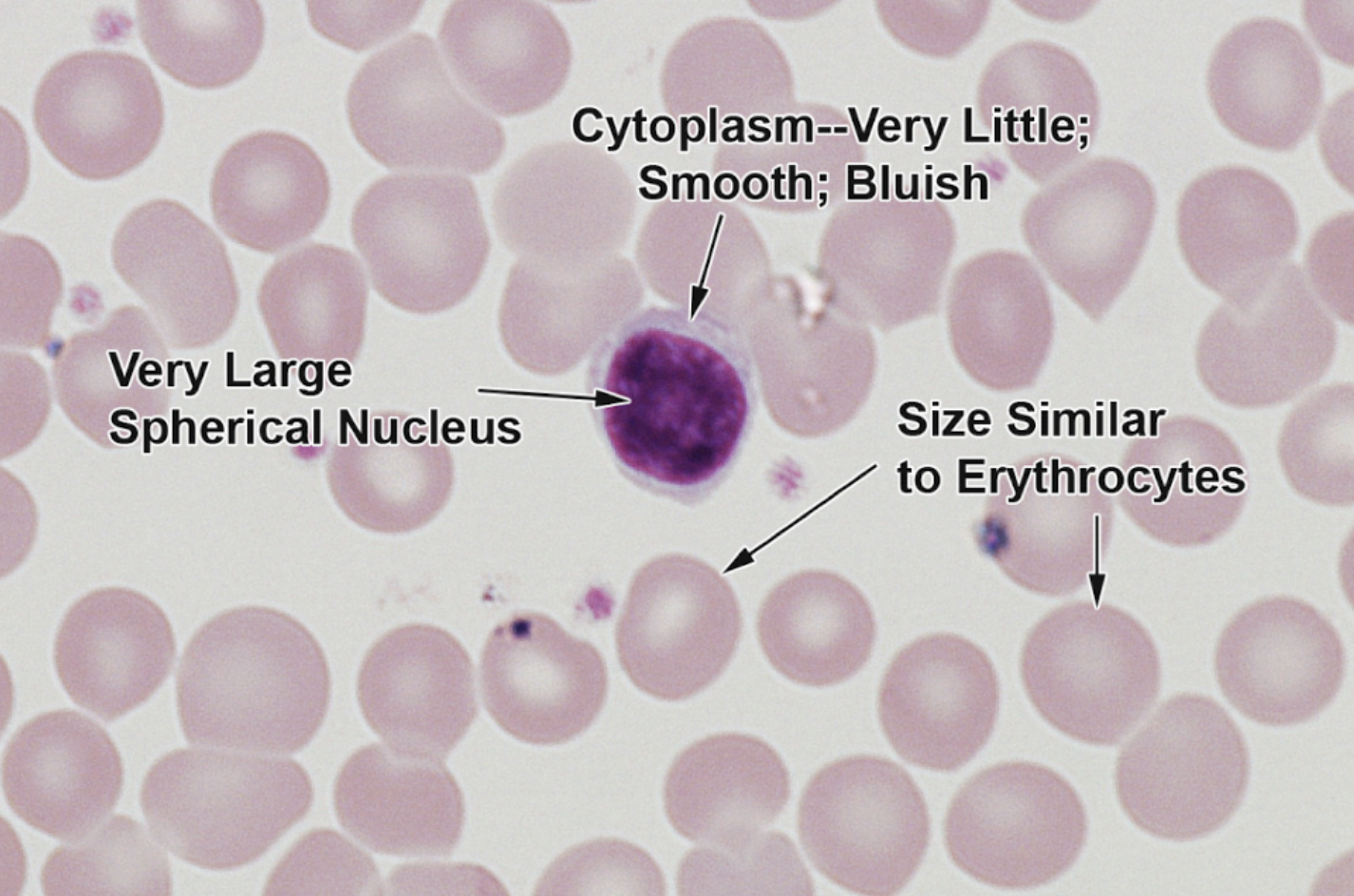 <p>Smallest blood cells, very large round nucleus </p>