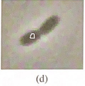 <p>Snakes are sensitive to initialization. Consider the initializations shown in the figure. What kind of problems could be expected in this  case, and can we add forces to the snake to counteract these problems?</p>