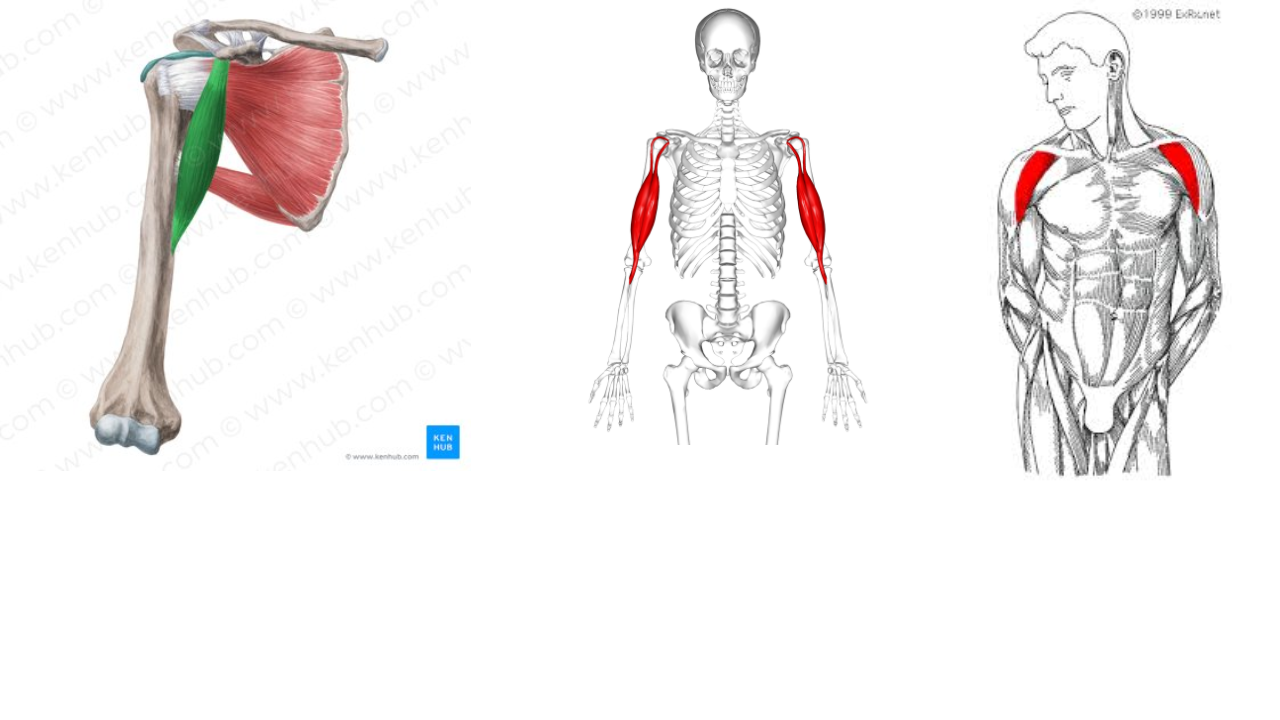 <p>Coracobrachialis, Biceps Brachii, Anterior Deltoid </p>