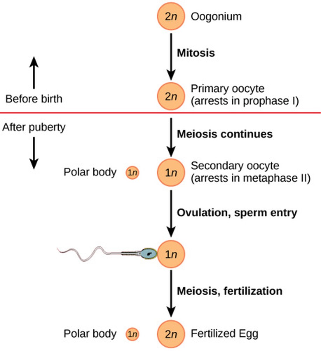 <p>ovum and a second polar body</p>