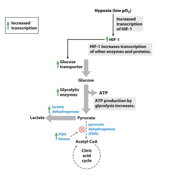 <p>Hypoxia increased the transcription of HIF-1, HIF-1 increases transcription of other enzymes and proteins that aide in glucose transport. Increased glucose transport allows for glucose to be taken in by the cell which increases the amount of ATP created via glycolysis and lactate fermentation.</p>
