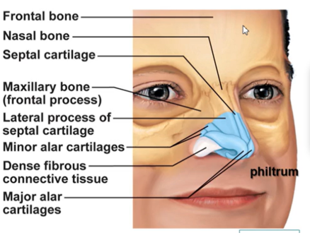 <ul><li><p><span style="background-color: transparent;">The shape of the nose is determined by nasal cartilages</span></p></li><li><p><span style="background-color: transparent;">The skin covering the nose contains many sebaceous glands</span></p></li><li><p><span style="background-color: transparent;">Important structures include the nasal bone, septal cartilage, major and minor alar cartilages</span></p></li></ul><p></p>
