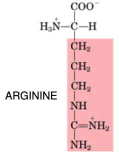 <p>•Conditionally Essential in preterm infants unable to synthesize arginine, until gut and intestinal tract can produce</p><p>•Non-essential in healthy adults</p>