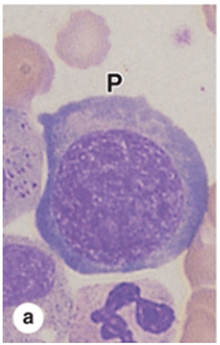 <p>Describe the cytoplasm of a proerythroblast.</p>