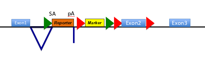 <p>how does this construct work </p>