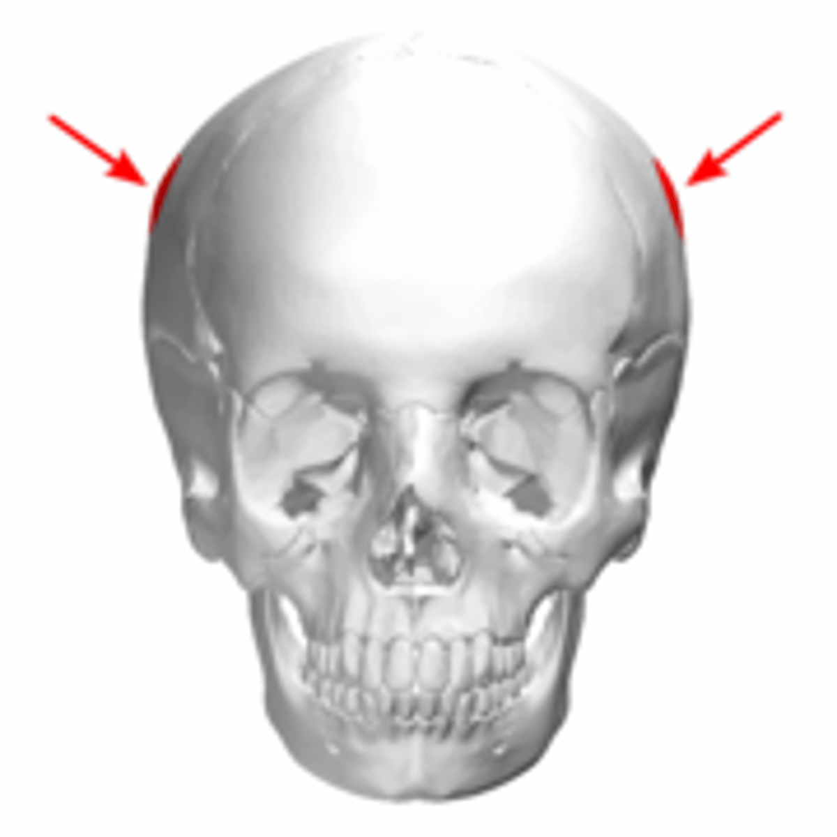 <p>heeft facies externa</p>