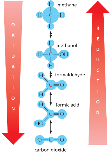 <p>gaining of electrons (ANABOLIC)</p><ul><li><p><u>can occur through the addition of an H or the removal of an Oxygen</u></p></li><li><p>energetically <strong>UNFAVORABLE </strong>= requires energy</p></li></ul><p>always coupled w/ oxidation!</p>