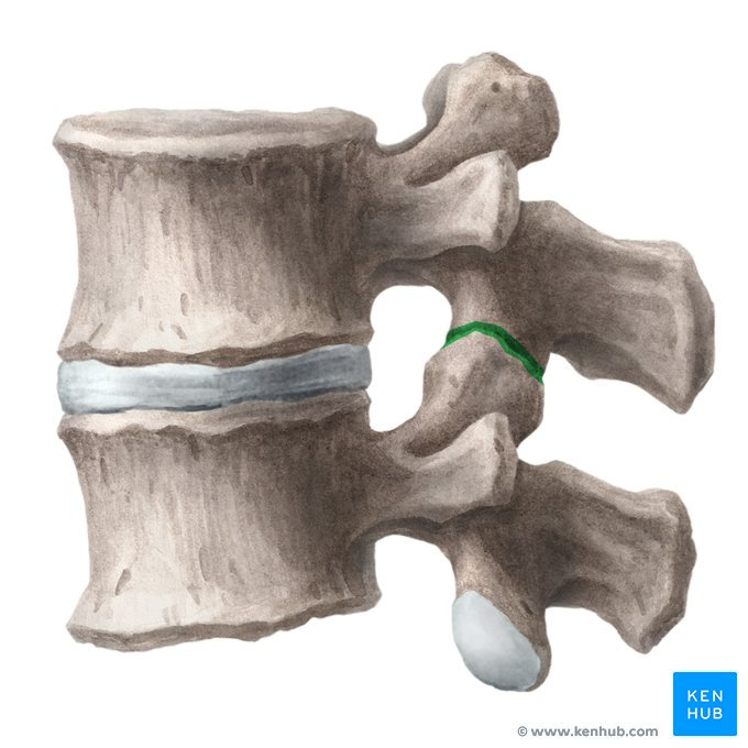 <p>What Joint?</p>
