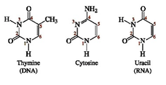<p>DNA: Thymine (T) and Cytosine </p><p>RNA: (C) Uracil (U)</p>