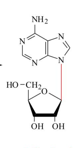 <p>nucleoside or nucleotide? </p>