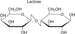 <p>2 monosaccarides</p>