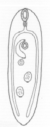 <p>What trematode body shape is this?</p>