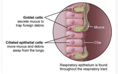 <ul><li><p><strong>External immunity</strong>: <strong>Physical</strong>/<strong>physiological </strong>barriers that prevent pathogen entry</p><ul><li><p>Includes <strong>skin</strong>, <strong>hair</strong>, <strong>cilia</strong>, <strong>mucous </strong>membranes, <strong>chemical secretions</strong>, and <strong>symbiotic bacteria</strong></p></li></ul></li></ul><p></p>