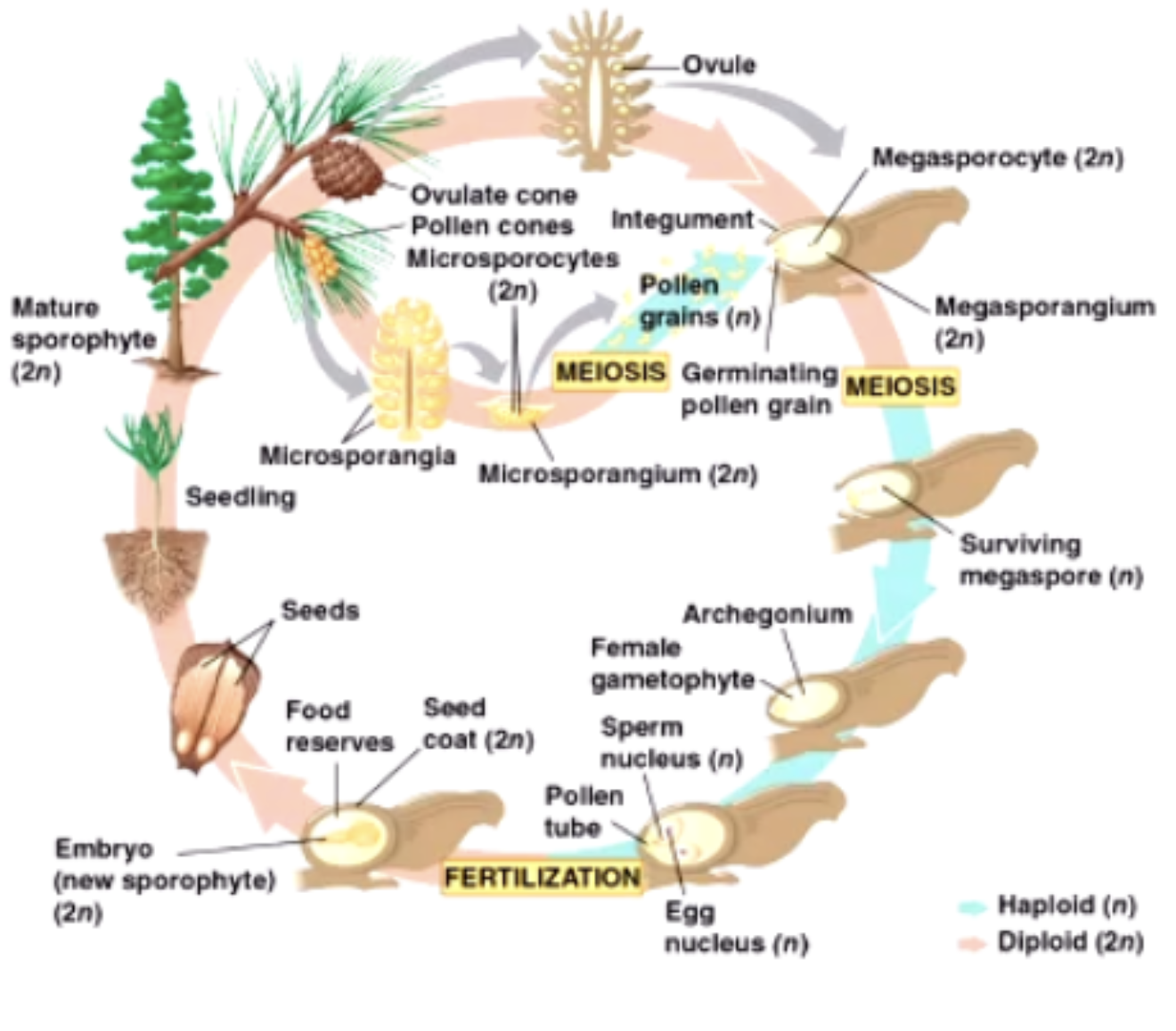 <p>Gametophyte life cycle very short. Compared to Sporophyte cycle.</p><p>Gametophyte only happens in embryo making.</p><p></p><p>So you have a few stages in haploid stage. </p><p>Like we have egg ans sperm but they have multiple haploid stages</p>
