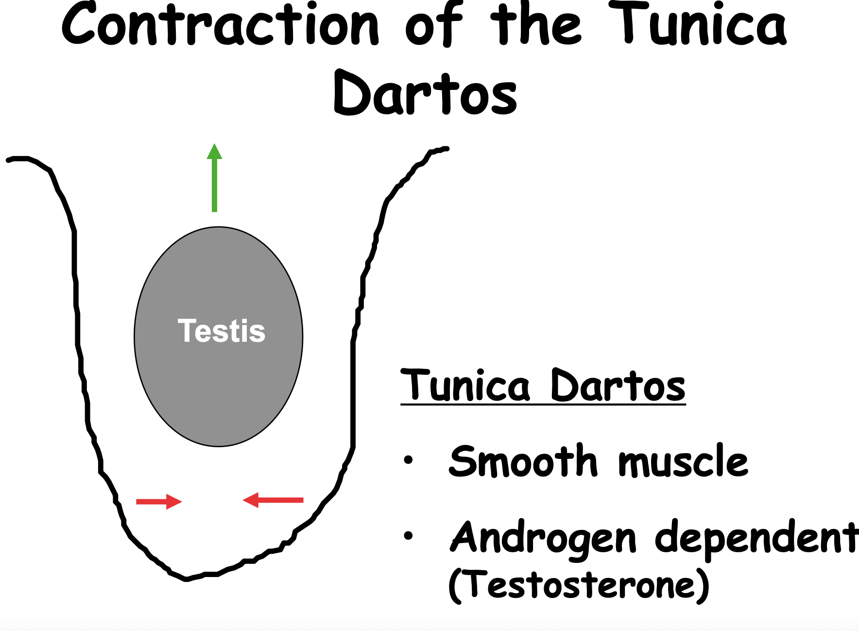 <ul><li><p>Smooth muscle that regulates temperature of testes</p><ul><li><p>Need to be a couple of degrees lower than average body heat</p></li></ul></li><li><p>Has the ability to contract and stay contracted without fatigue, forces testes to push ups closer to body and descend when warmer</p></li><li><p>Androgen dependent (testosterone)</p></li></ul><p></p>