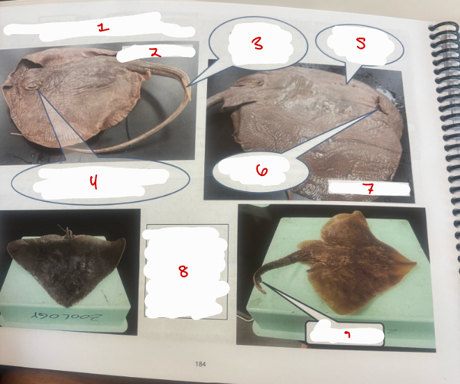 <p>Superclass Gnathostomata 2</p>