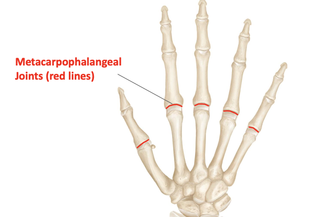 <p>Head of metacarpals and base of proximal phalanges in front<br>Condyloid</p>