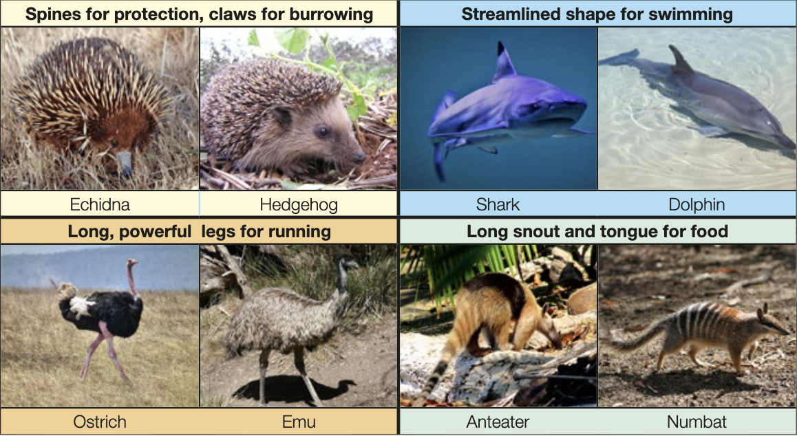 <ul><li><p>evolved separately in different lines of evolution</p></li></ul><ul><li><p>similar functoins, different anatomy </p></li><li><p>formed by convergent evolution</p></li></ul><p></p>
