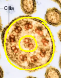 <p>9+2 arrangement — 9 microtubules on the outside, 2 in the middle.</p>