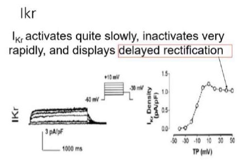 <p>La corrente <strong>I(Kr)</strong> è caratterizzata da un'attivazione lenta, un'inattivazione molto rapida e mostra una rettificazione su valori di potenziale positivi. Il canale responsabile di questa corrente è il <strong>canale hERG</strong> (espresso anche in altri tessuti, come il sistema nervoso).</p><p>• <strong>Meccanismo a due porte:</strong> Presenta una voltaggio-dipendenza sia in apertura che in chiusura, governata da due porte con velocità diverse:</p><p>1. Un cancello di apertura/chiusura che si muove <strong>lentamente</strong>.</p><p>2. Una porta di inattivazione <strong>molto rapida</strong>.</p><p>• <strong>Comportamento durante il potenziale d'azione:</strong></p><p>• <strong>Depolarizzazione:</strong> Innesca entrambe le porte. Il cancello si apre lentamente, ma la porta di inattivazione si chiude quasi subito. Il frangente di tempo in cui il canale è permeabile (aperto e non inattivato) è <strong>brevissimo</strong>.</p><p>• <strong>Ripolarizzazione:</strong> La porta di apertura/chiusura si chiude lentamente, mentre l'inattivazione viene rimossa velocemente. Questo crea un <strong>lungo intervallo di permeabilità elevata</strong> e possibilità di transito per il potassio.</p><p>• <strong>Protocollo sperimentale:</strong> Se si impone uno step da -80 mV a +30 mV, si registra una corrente piccolissima (il canale si inattiva subito). Se poi si porta il potenziale da +30 mV a -60 mV (sotto la soglia di inattivazione), la corrente registrata è <strong>molto grande</strong> perché la porta di apertura non si è ancora chiusa, ma il canale è già uscito dall'inattivazione.</p><p>• <strong>Ruolo funzionale:</strong> Questo meccanismo contribuisce alla <strong>fase 3</strong> (completamento della ripolarizzazione). Quando la corrente del calcio si spegne e la I(Ks) riporta il potenziale verso lo zero o valori negativi, la corrente portata da hERG inizia ad avere un significato cruciale grazie alla sua <strong>"finestra di conduttanza"</strong>.</p>