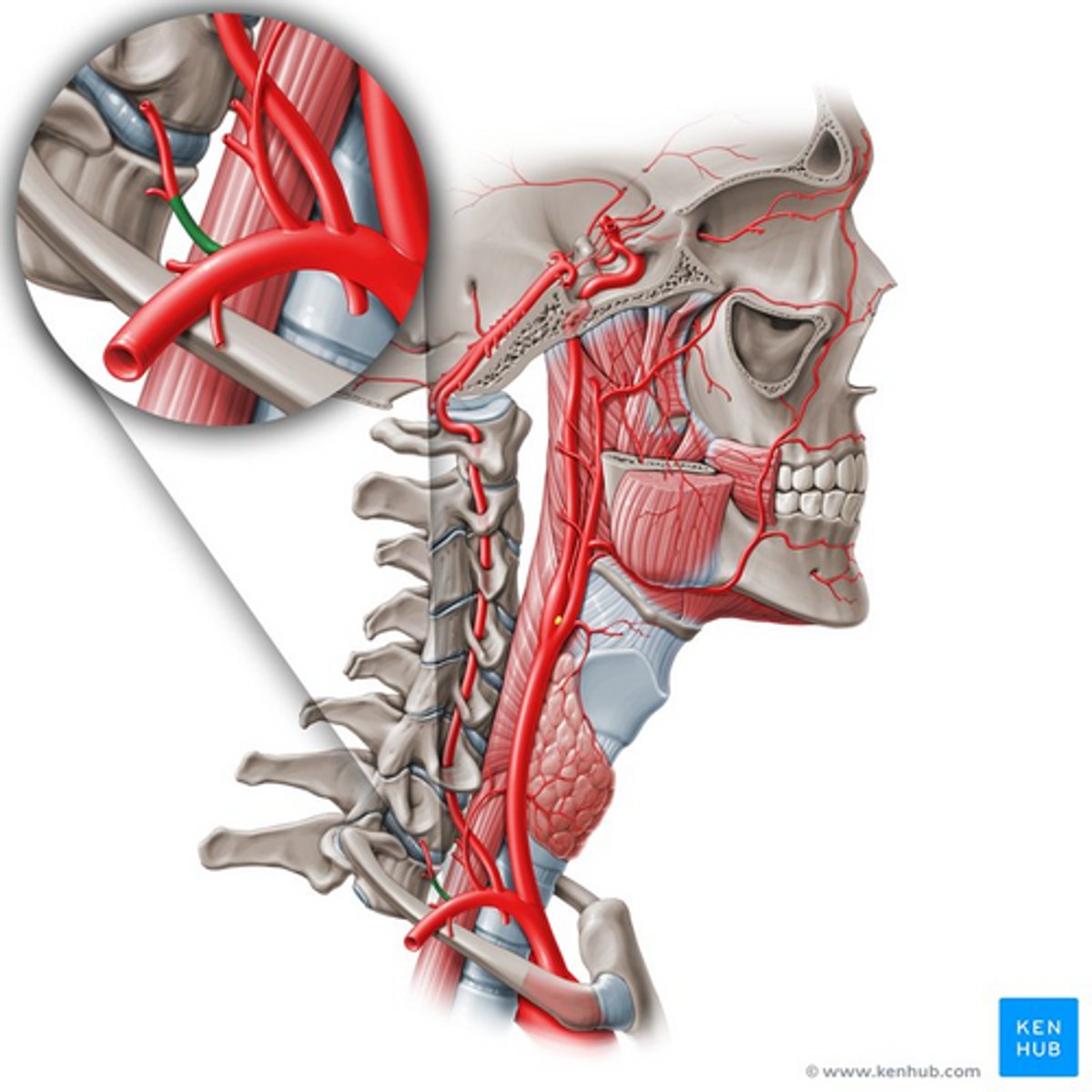 knowt flashcard image