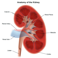 <p>Reddish brown, bean shaped, 4-5in long</p><p>- 0.5% of adult body weight</p><p>- 25% of blood is being filtered</p><p>- 1,200ml/min</p>