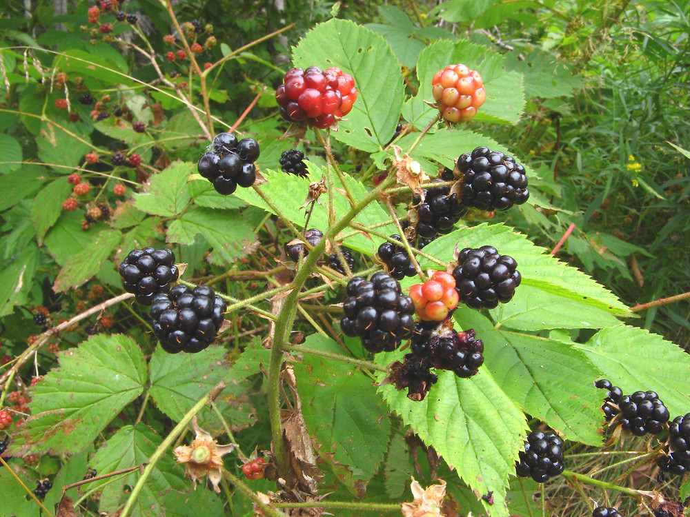<p>Allegheny Blackberry</p>