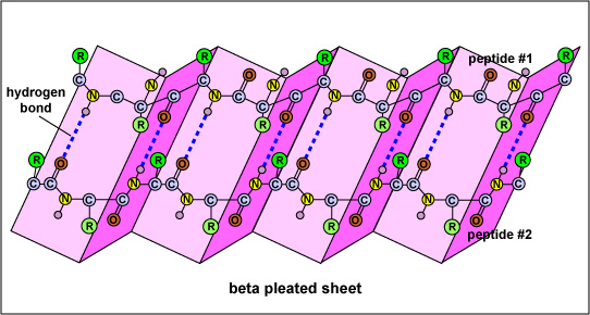 <p>antiparallel chains in pleats</p><p>type of secondary protein structure</p><ul><li><p>formed by H-bonds between amino group and carboxyl group on opposite molecules of amino acids (backbone of amino acids, <mark data-color="yellow" style="background-color: yellow; color: inherit;">not R-group</mark>)</p></li></ul><p></p>